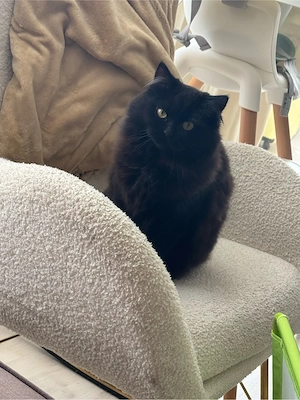 perser maincoon mix katze 