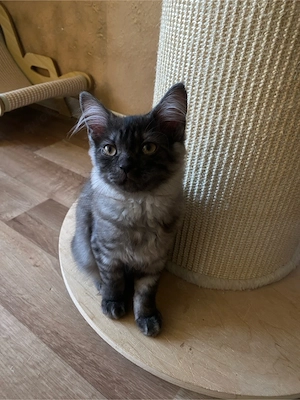 BKH Kitten