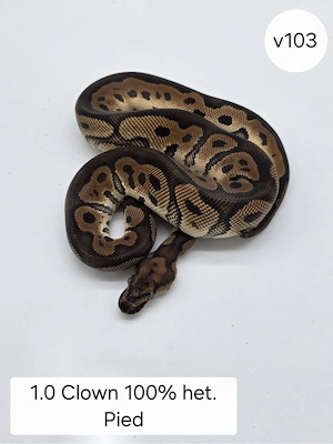 1.0 Clown het Pied