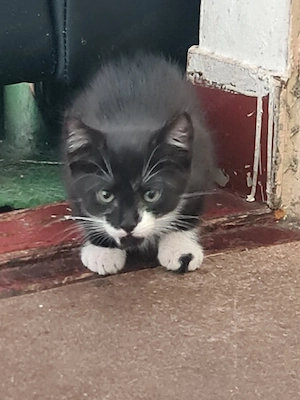 Stubentieger suchen ein neues zu Hause, Katze, Kitten