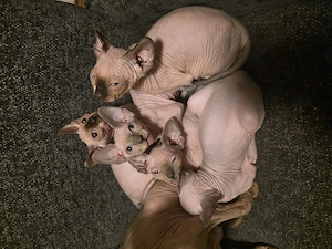 Wunderschöne Sphynx Katerchen 