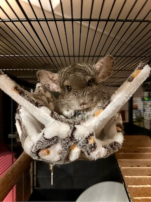 Chinchilla-Männchen Flecky sucht ein liebevolles neues Zuhause
