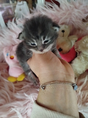  Main coon Babies 