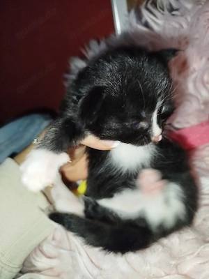 reinrassige Main coon Kitten 