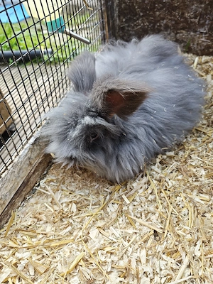 Zwergkaninchen 