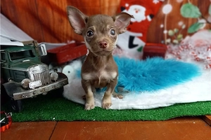 Kleiner Chihuahua