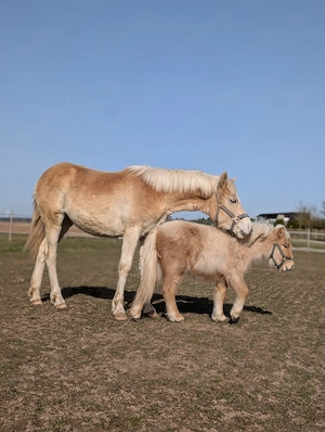 Haflinger Stute 