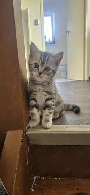 British Blue Point Kitten