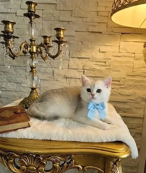 4 wunderschöne BKH Kitten (ab 18. Juni   genau 12 Wochen)   Eltern genetisch gesund!   