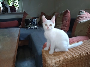 BHK   Main Coon Mix  