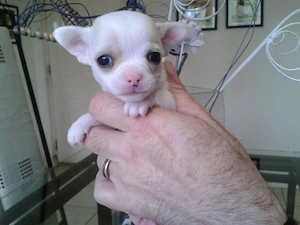 Mini-chihuahua-Welpen