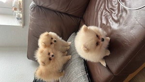 Zwergspitz (Pomeranian) Welpen   geimpft, gechipt & liebevoll aufgezogen 