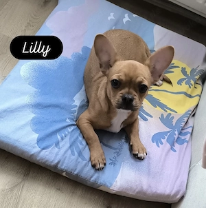 französische bulldoge mix