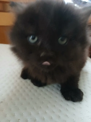 schwarze Babykatzen
