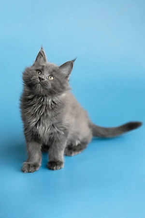 Bezaubernder, 3 Monate alter Maine-Coon-Kater sucht ein liebevolles Zuhause für immer.   