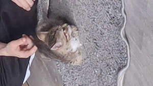Hauskatze cooi