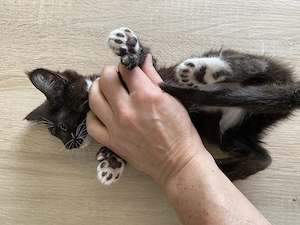 Seltenheit, Maine Coon Mix polydaktyle 