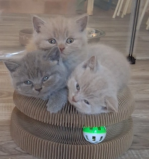 BKH Kitten Lilac Kater Britisch Kurzhaar 