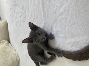 Liebevolle kitten suchen ein neues zu Hause 