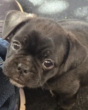 Frz.Bulldogge x Mops Welpen im juli abzugeben 