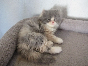 Menschenbezogene zutrauliche Katzenbaby British Longhair Mädchen abzugeben