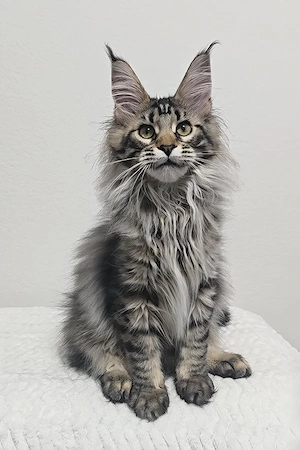 Bezaubernder, 4 Monate alter Maine-Coon-Kater sucht ein liebevolles Zuhause für immer.   