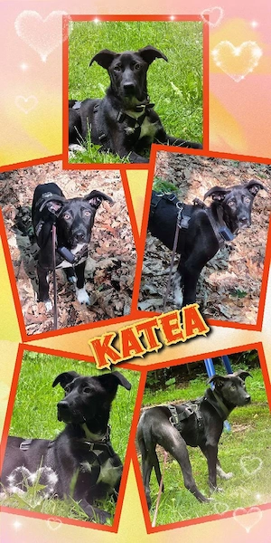 aktives, sportliches, wunderschönes Welpenmädchen "Katea" sucht ein liebevolles Zuhause