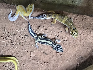 4 Leopardgecko Weibchen Nachzucht 2024