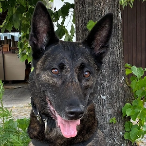 Peksi - 7 Jahre - Holländischer Schäferhund - Dringend Pflege- oder Endplatz gesucht!