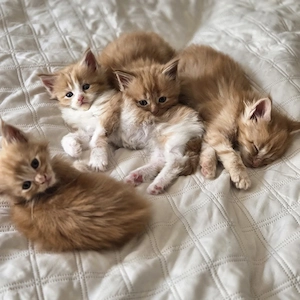 Maine Coon 