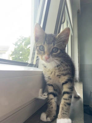Nala   11 Wochen alt   sucht neues liebevolles Zuhause 