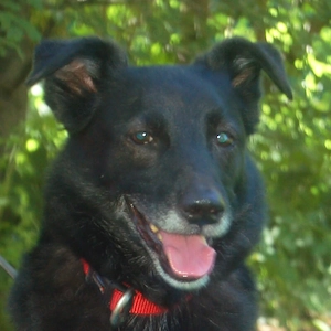 Sammy Deluxe - 9 Jahre - Mix - Tierhilfe Franken e.V.
