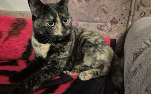 Wunderschöne Katzendame Pari