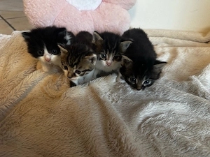 Flauschige Katzen babys suchen ihr zuhause 
