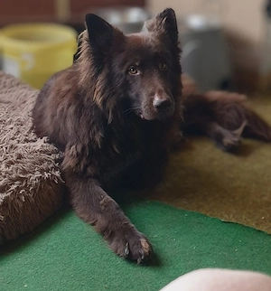 Deutscher Schäferhund , Langhaar , Deckrüde