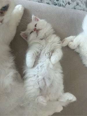 Perser kitten   perser katzen 