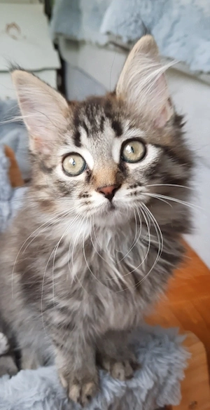 Maine Coon Kitten katze mädchen