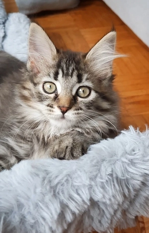 Maine Coon Kitten katze mädchen