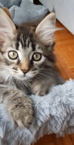 Maine Coon Kitten katze mädchen
