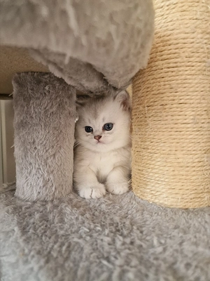 BKH Kitten