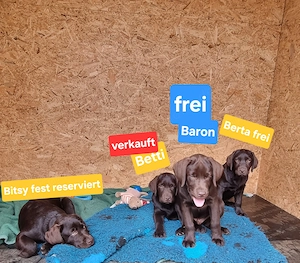 Labrador Welpen in schoko