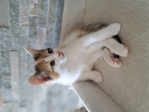 Süsse Kitten Katzen Nachwuchs, suchen neues liebevolles Zuhause 