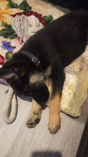 Schäferhund Welpin sucht zuahsus auf Lebenszeit! 