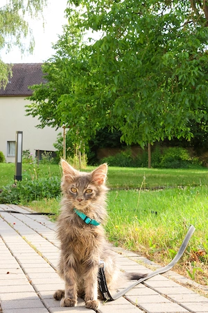 Waldkatze (Mix) Kitten Tiberius