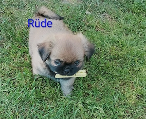 Shi tzu Chihuahua Rüde