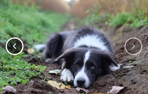 Border Collie Deckrüde 