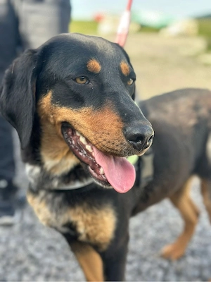 luna w  1 jahr sucht neue Leinenführung