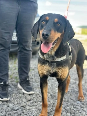 Luna w 1J sucht ihr zuhause 