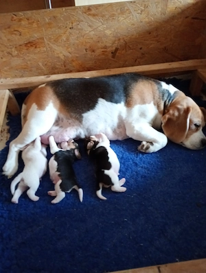 Beaglewelpen reinrassig mit Papieren