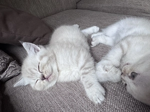 Super Süße Perser mix Kitten